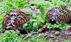 Chinnar Wildlife Sanctuary